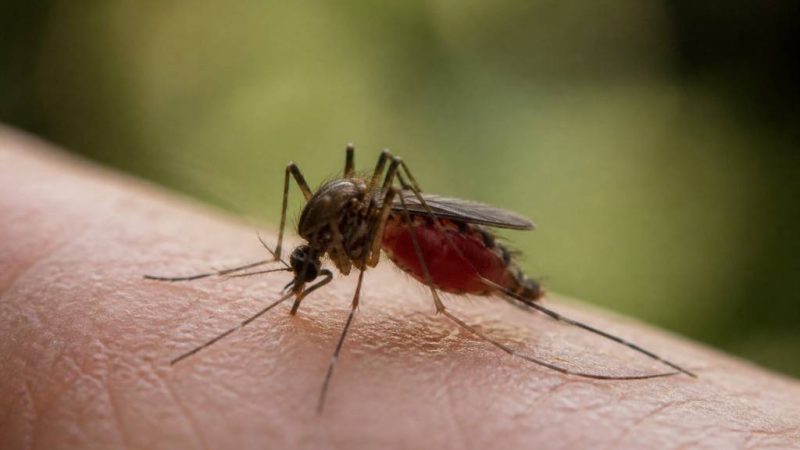 Moustique qui pique : mâle ou femelle ? La réponse expliquée !