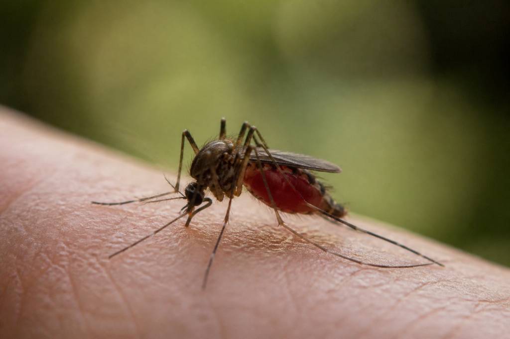 Moustique qui pique : mâle ou femelle ? La réponse expliquée !