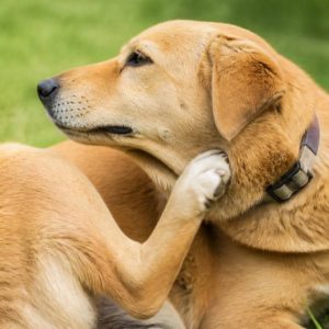 Allergie au puce chien : causes, symptômes et solutions efficaces