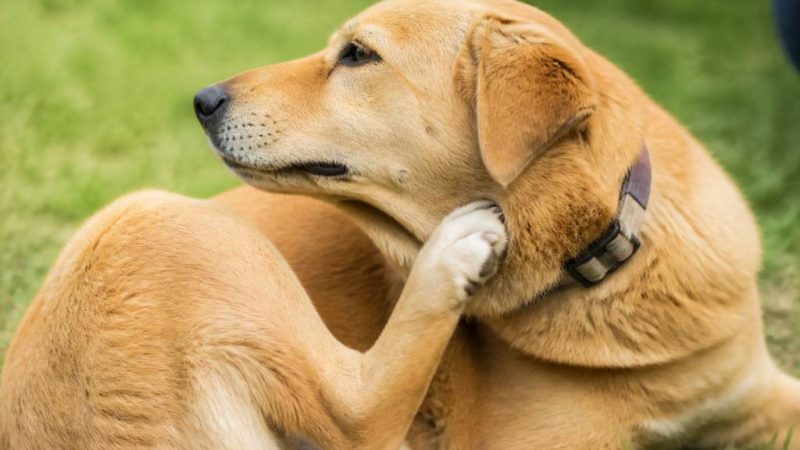 Allergie au puce chien : causes, symptômes et solutions efficaces