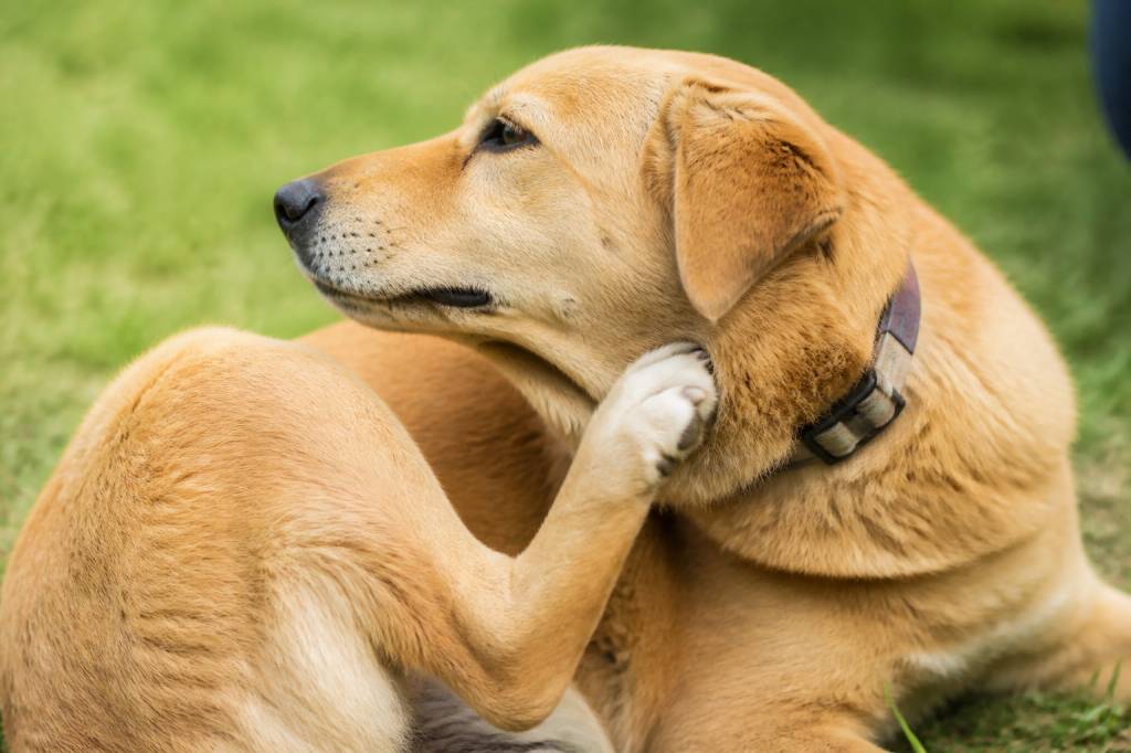 Allergie au puce chien : causes, symptômes et solutions efficaces