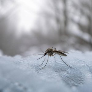 Y a-t-il des moustiques en hiver ?