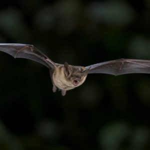 Chauve souris alimentation : que mange une chauve-souris ?