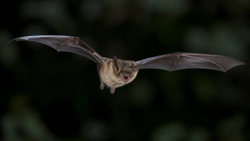 Chauve souris alimentation : que mange une chauve-souris ?