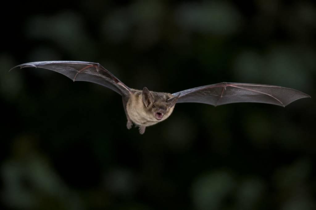 Chauve souris alimentation : que mange une chauve-souris ?