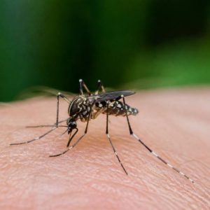 Moustique aile tacheté : comment l’identifier et s’en protéger efficacement