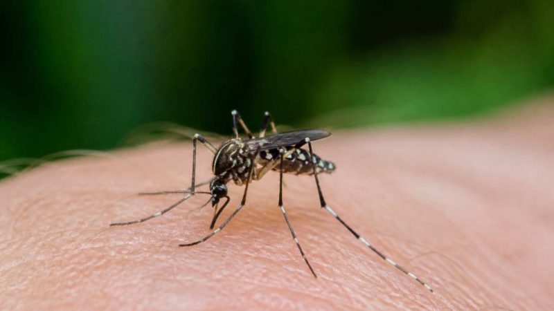 Moustique aile tacheté : comment l’identifier et s’en protéger efficacement