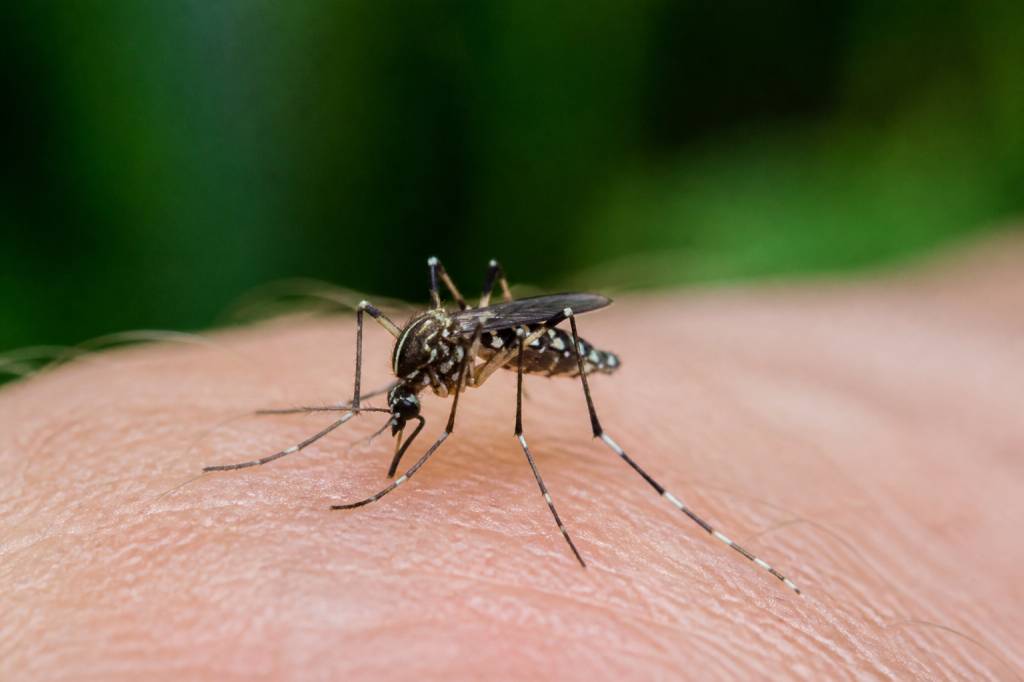 Moustique aile tacheté : comment l’identifier et s’en protéger efficacement