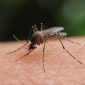 Moustique taille : quelle est la taille d’un moustique selon son espèce ?
