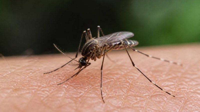Moustique taille : quelle est la taille d’un moustique selon son espèce ?