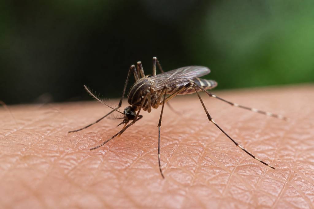Moustique taille : quelle est la taille d’un moustique selon son espèce ?