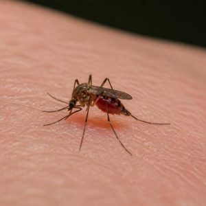 Combien de fois un moustique peut piquer avant de mourir ?