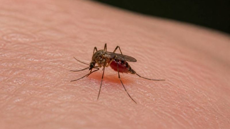 Combien de fois un moustique peut piquer avant de mourir ?