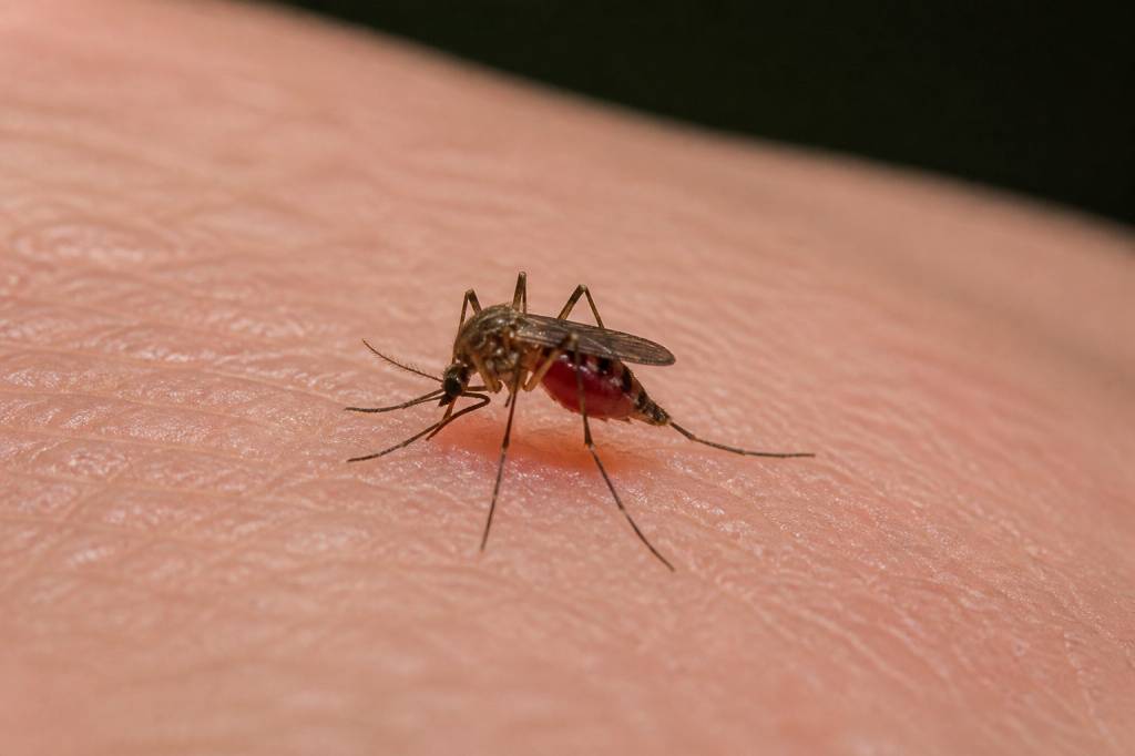 Combien de fois un moustique peut piquer avant de mourir ?