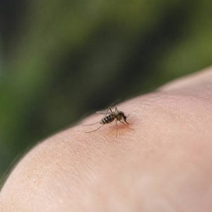 Un moustique : comprendre son comportement et mieux s’en protéger