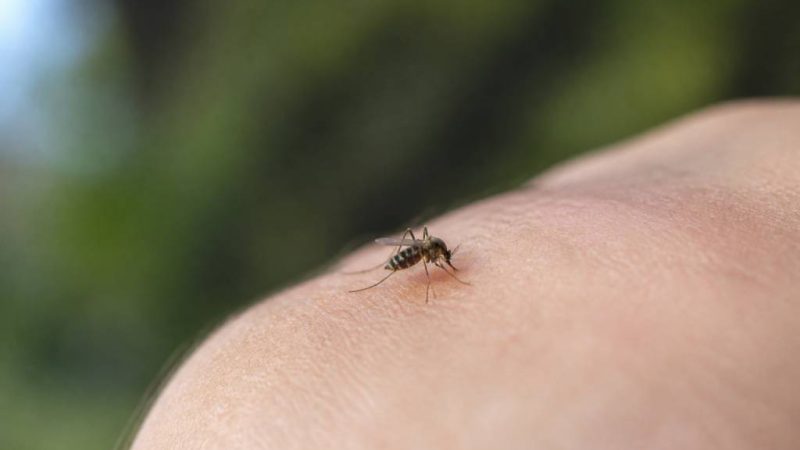 Un moustique : comprendre son comportement et mieux s’en protéger