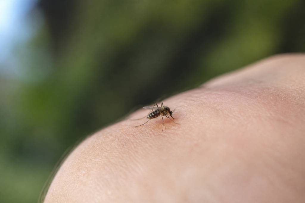 Un moustique : comprendre son comportement et mieux s’en protéger