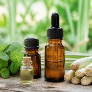 Quelle odeur fait fuir les moustiques ? Les répulsifs naturels les plus efficaces