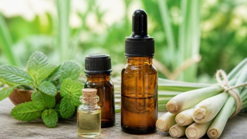 Quelle odeur fait fuir les moustiques ? Les répulsifs naturels les plus efficaces