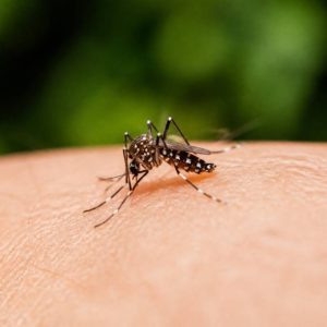Types de moustiques en France : espèces, caractéristiques et risques pour la santé