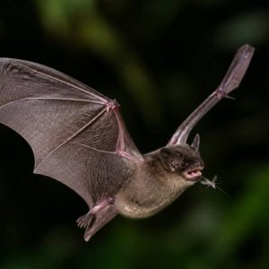Combien de moustiques mange une chauve-souris ?