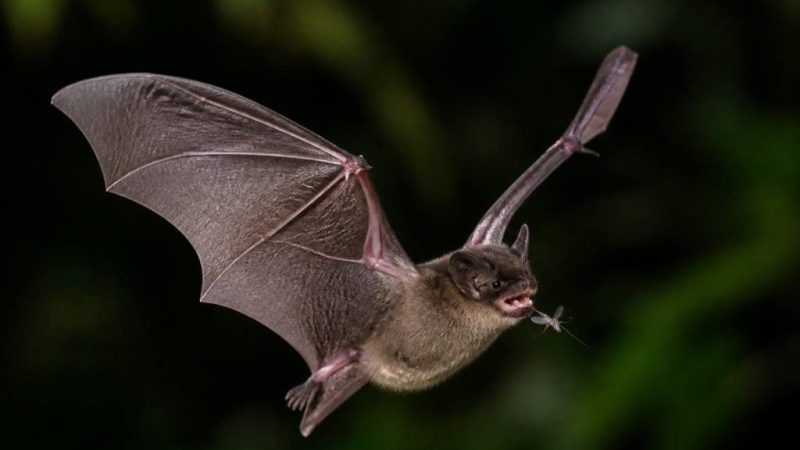 Combien de moustiques mange une chauve-souris ?