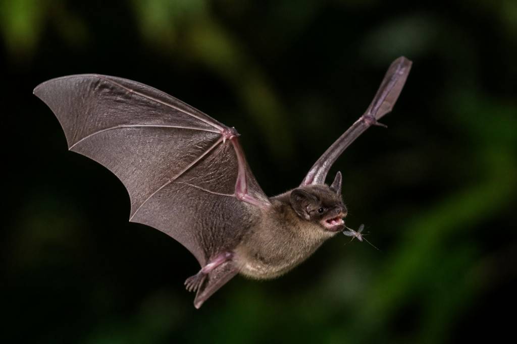 Combien de moustiques mange une chauve-souris ?