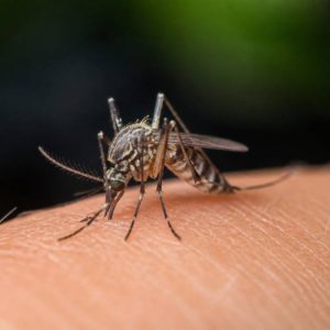 Quel moustique pique et comment le reconnaître ?