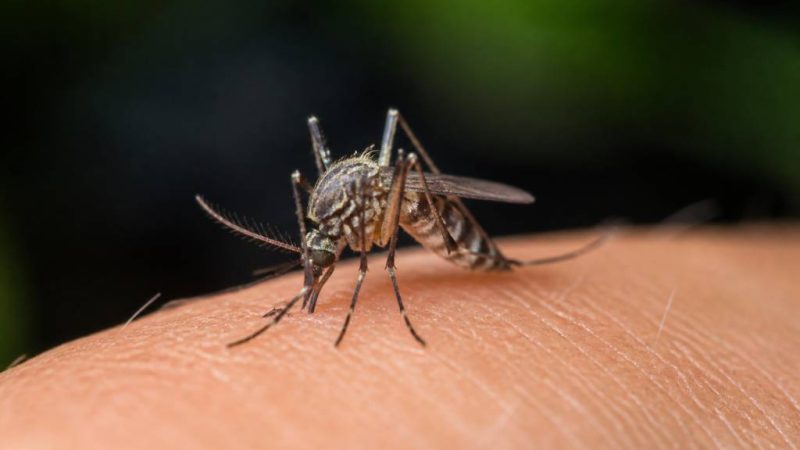 Quel moustique pique et comment le reconnaître ?