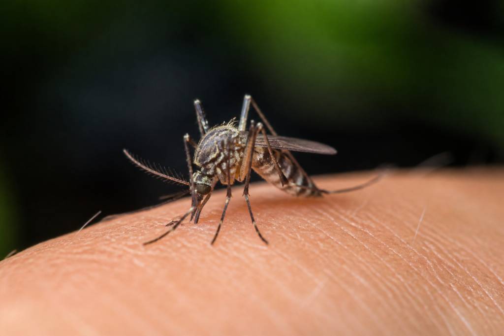 Quel moustique pique et comment le reconnaître ?