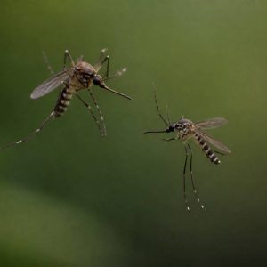 Moustique mâle et femelle : quelles différences et quel rôle dans la reproduction ?