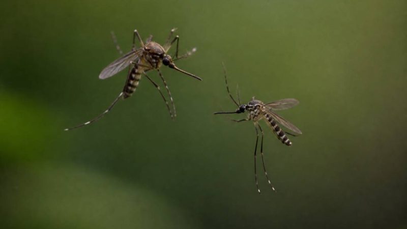 Moustique mâle et femelle : quelles différences et quel rôle dans la reproduction ?