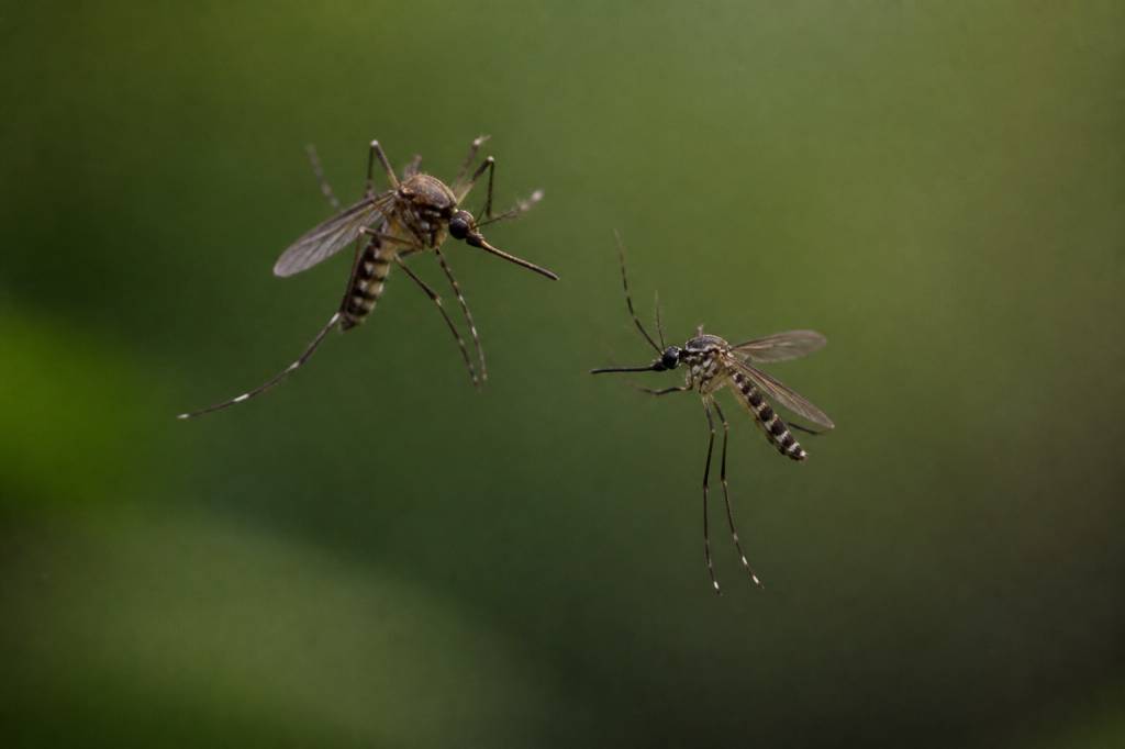 Moustique mâle et femelle : quelles différences et quel rôle dans la reproduction ?
