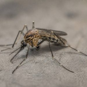 Combien de pattes a un moustique ? Anatomie et caractéristiques de cet insecte