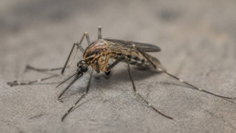 Combien de pattes a un moustique ? Anatomie et caractéristiques de cet insecte