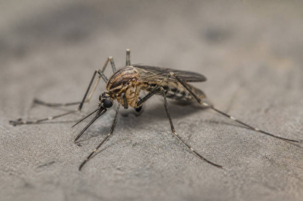 Combien de pattes a un moustique ? Anatomie et caractéristiques de cet insecte