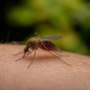 Moustique féminin : rôle, cycle de vie et différences avec le mâle