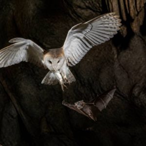 Qui mange les chauve-souris ? Prédateurs naturels et menaces pour ces alliées contre les moustiques