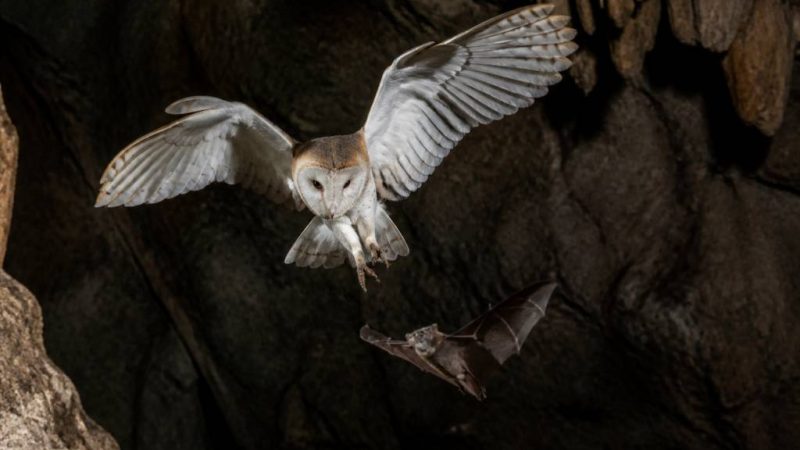 Qui mange les chauve-souris ? Prédateurs naturels et menaces pour ces alliées contre les moustiques