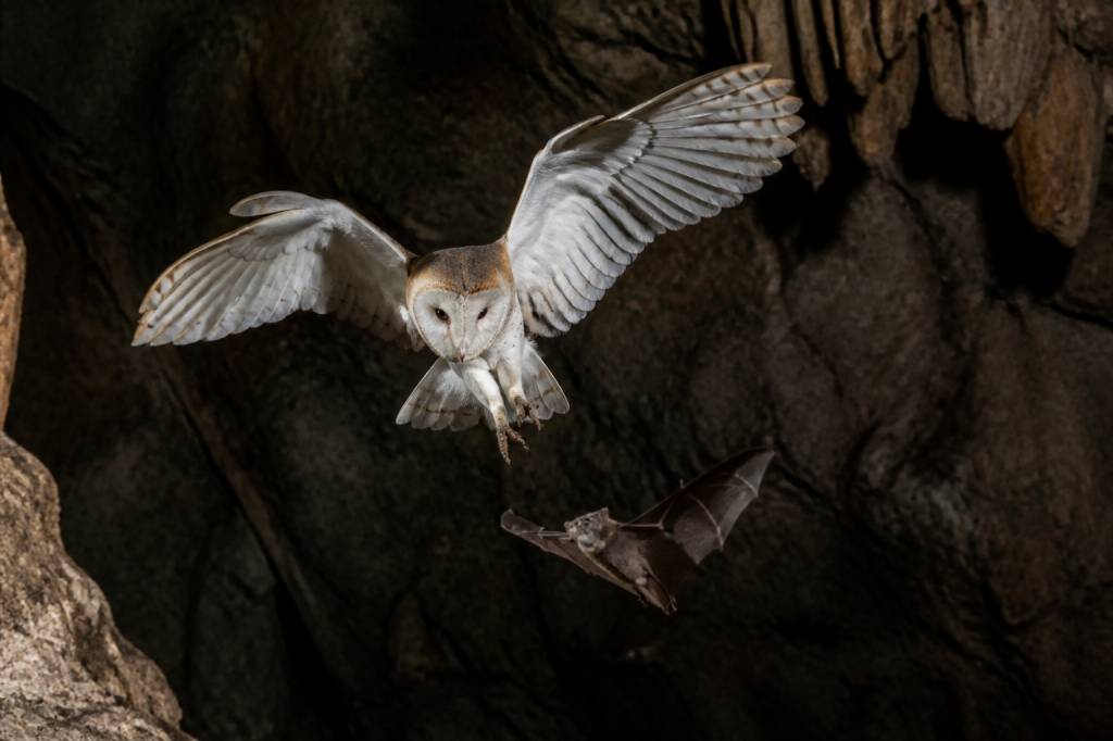Qui mange les chauve-souris ? Prédateurs naturels et menaces pour ces alliées contre les moustiques