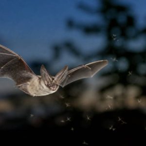 Chauve souris et moustique tigre : quel rôle contre les nuisibles ?