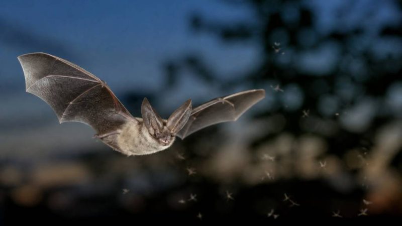Chauve souris et moustique tigre : quel rôle contre les nuisibles ?