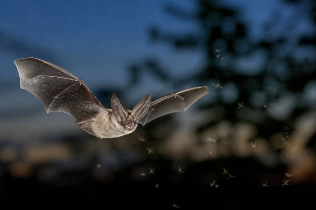 Chauve souris et moustique tigre : quel rôle contre les nuisibles ?