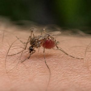 Quelle moustique pique : comprendre les moustiques qui piquent chez l’homme