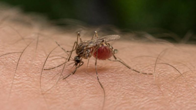 Quelle moustique pique : comprendre les moustiques qui piquent chez l’homme