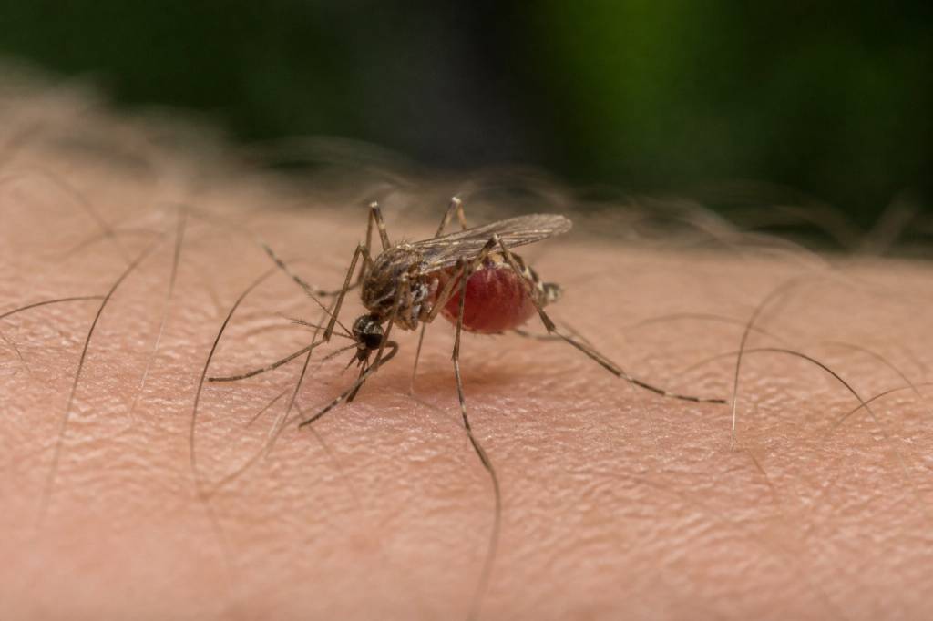 Quelle moustique pique : comprendre les moustiques qui piquent chez l’homme
