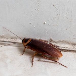 Types de cafards : identification, caractéristiques et méthodes de lutte