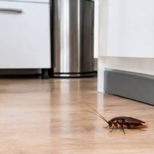 Blattes france : comment s’en débarrasser efficacement et durablement