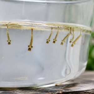Larve moustiques : comment les identifier et les éliminer efficacement chez soi