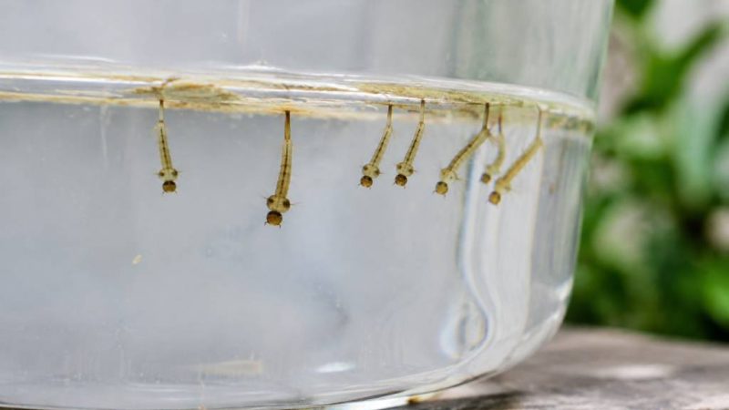 Larve moustiques : comment les identifier et les éliminer efficacement chez soi